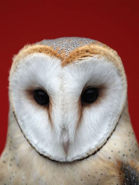 Barn owl | Barn owl, Zoo photos, Owl