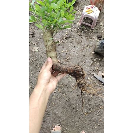 Jual Bahan Bonsai Asam Londo Asam Keranji Unik Shopee Indonesia