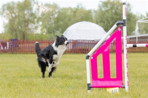 Premium Photo Dog Jumps Over A Hurdle Of An Agility Course Agility