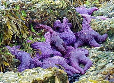 Purple Sea Stars - Tidepool Killers - San Juan Islands Kayaking