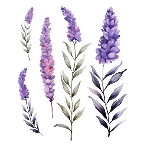 Flores de lavanda em aquarela em fundo branco ilustração vetorial PSD