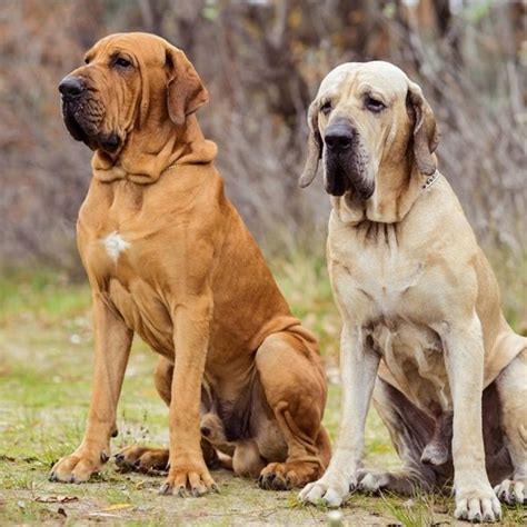 Fila Brasileño Criaderos Especializados Criaderos De Perros Cl