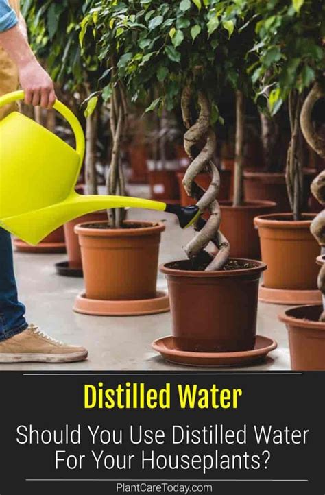 Can You Use Distilled Water For Plants Plant Corz