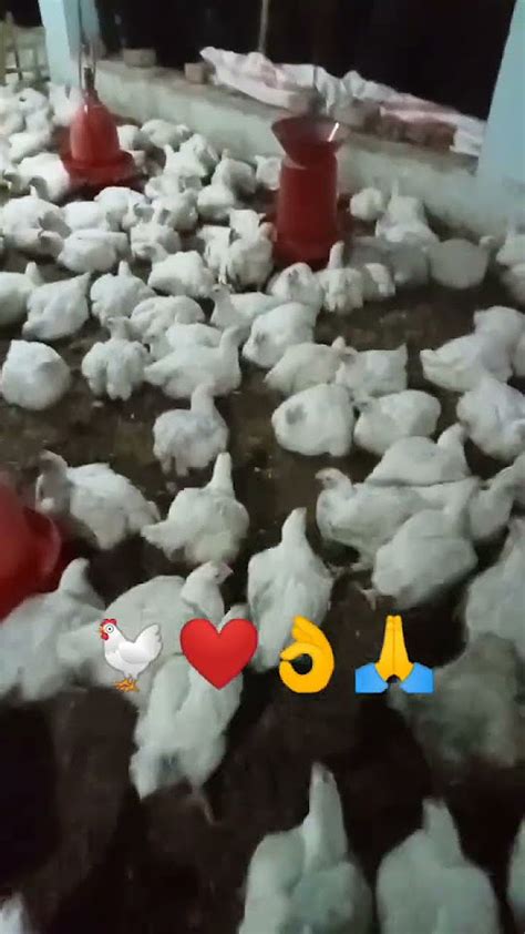 Poultry Farming 153 ️🐔 Love 💕🙏 Shorts Farm Viral Youtube Poultry