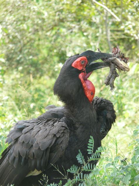 Ground Hornbill Seen In Kruger Park South Africa Taken By Lisa