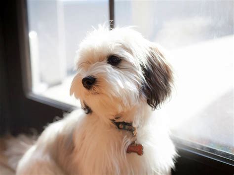 Adorable Havanese Puppy | Havanese Puppies, Grooming Style