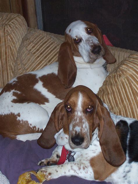 Sweet Girls Basset Hound Bassett Hound Bassett Hounds