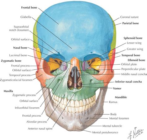 2 Osteology Pocket Dentistry Anatomía del esqueleto humano