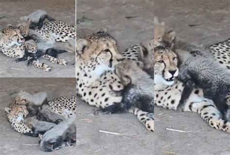 Watch Video Of Mother Cheetah Kissing Her Cubs Goes Viral