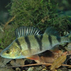 List of Perch Species 2023 [ID + Pictures] - Pond Informer