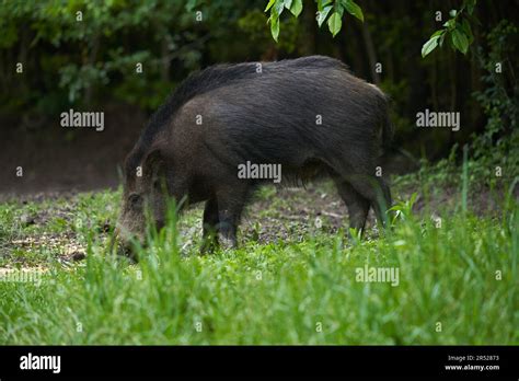 Large Young Wild Hog Feral Pig In The Forest After Sunset Stock Photo