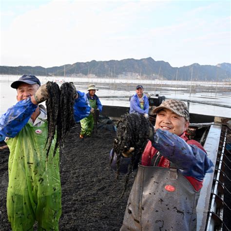 Potret Panen Rumput Laut Di Fujian