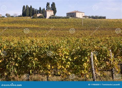 Tuscany vineyards stock photo. Image of landscape, travel - 11986800