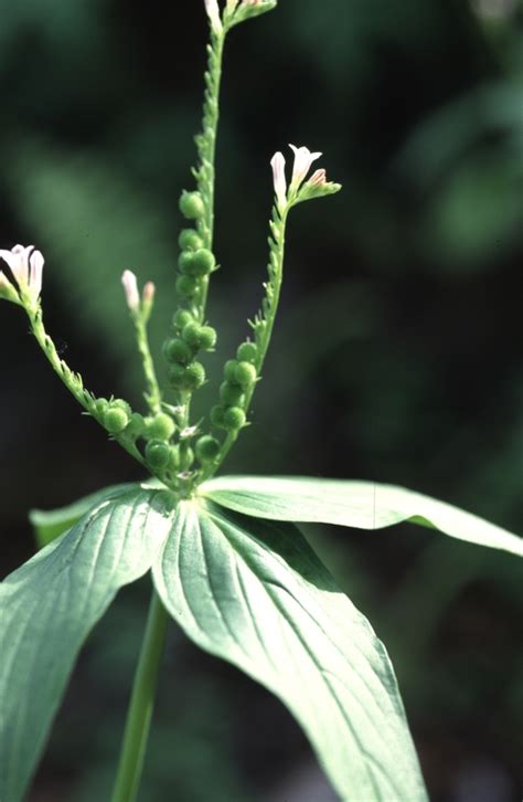 West African Plants A Photo Guide Spigelia Anthelmia L