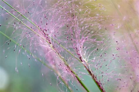 How To Grow And Care For Pink Muhly Grass