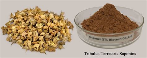 China Pure Tribulus Terrestris Extract Powder In Bulk Manufacturers Suppliers Factory Direct