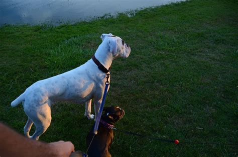 White Boxer Dog Loki Puppy | White Boxer Dog Loki Puppy | Flickr