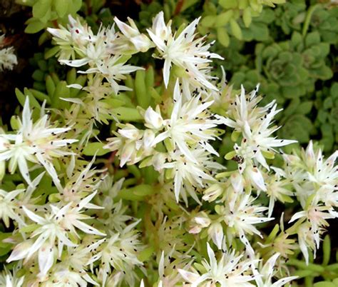 Sedum Gold Moss Stonecrop Sedum Acre Seeds