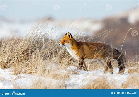 Red Fox in the snow stock image. Image of mammal, landscape - 29049243