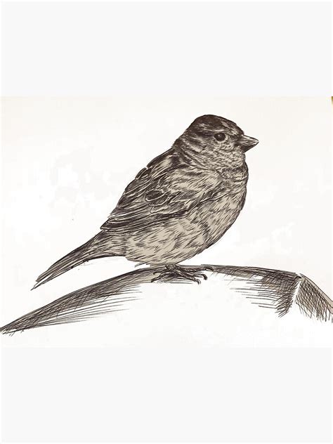 House Sparrow Line Drawing Poster For Sale By Imagest Redbubble