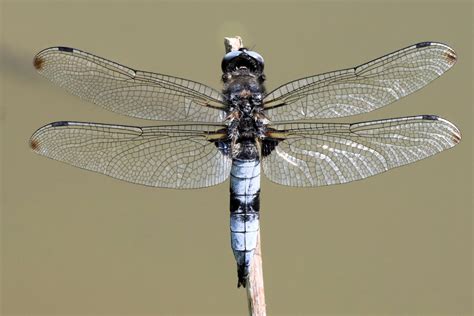 R F Insecta Odonata Libellulidae Libellula Fulva