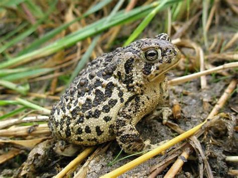 Wyoming Toad | Endangered List