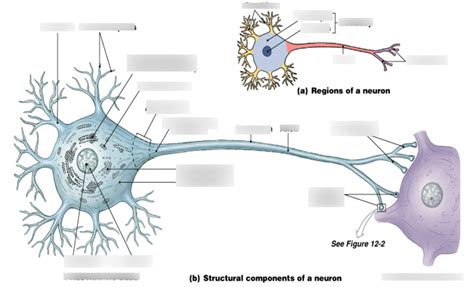 Neuron Labeling Diagram Quizlet