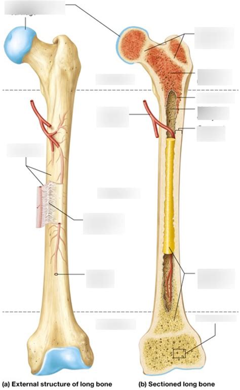 features  bone labeling diagram quizlet