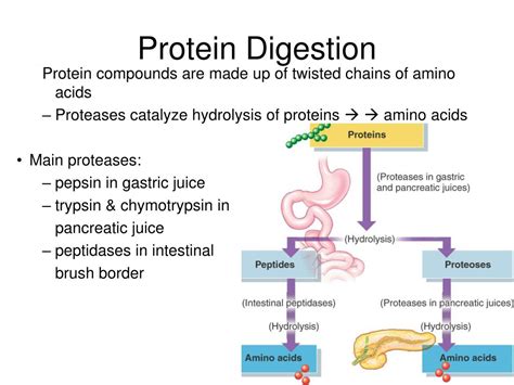 The Organ Where Protein Digestion Starts