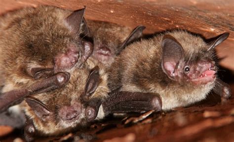 New Baltimore Bat Removal And Control Precision Wildlife Removal