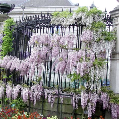 Wisteria Floribunda Honbeni