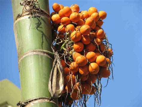 Manfaat Buah Pinang Untuk Kesehatan Dan Cara Konsumsi