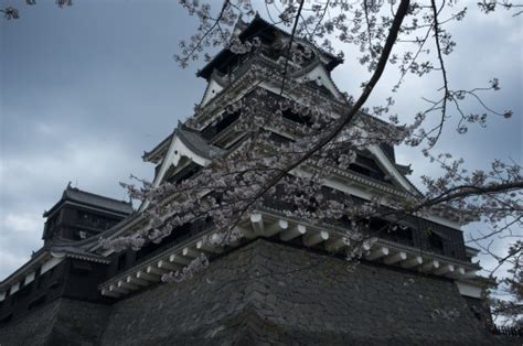 Gazing at cherry blossoms and history: hanami at Kumamoto Castle