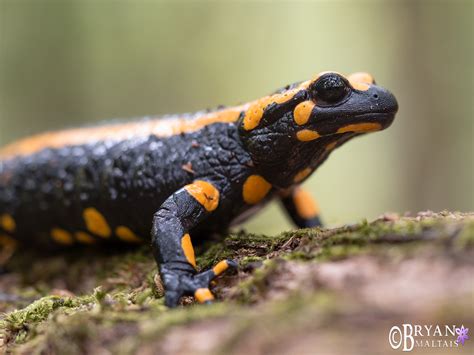 Fire Salamander Portrait Wildernessshots Photography