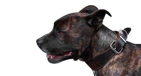 Brindle Pitbull - A Detailed Guide To A Loyal Breed