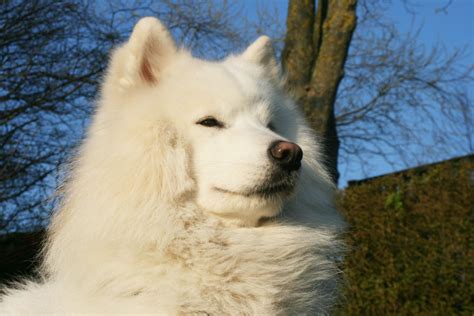 Samoyed Dog Free Stock Photo - Public Domain Pictures