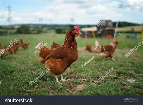 range egg laying chickens stock photo  shutterstock