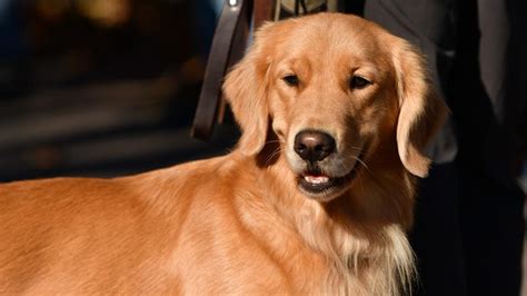 The Most Common Health Issues With Golden Retrievers – Forbes Advisor