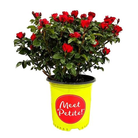 Reviews For Knock Out Gal Meet Petite Knock Out Live Rose Bush With