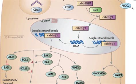 Semaglutide Uncovering The Mechanism Of Action Ozempic Wegovy – Otosection