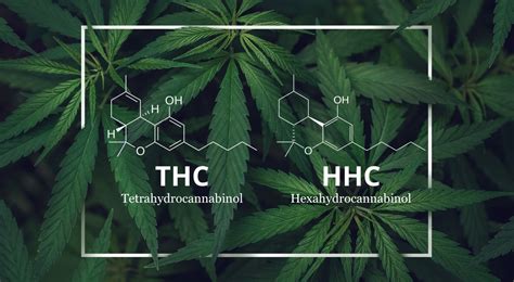 Understanding The Differences Between Thc And Hhc A Comprehensive