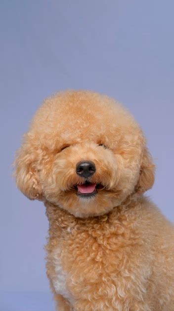 Sesión De Fotos De Perro Caniche Hembra Cremosa Crema En Estudio Con