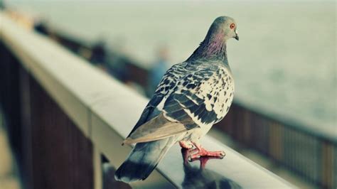 Pigeons Pigeon Wallpapers Hd Desktop And Mobile Backgrounds