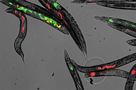 Microbiome diversity is influenced by chance encounters