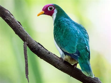 Jambu Fruit Dove