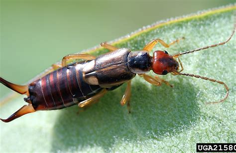 European Earwigs Agricultural Biology