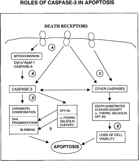 Involvement Of Caspase 3 In Apoptosis Pathways The Salient Points Are