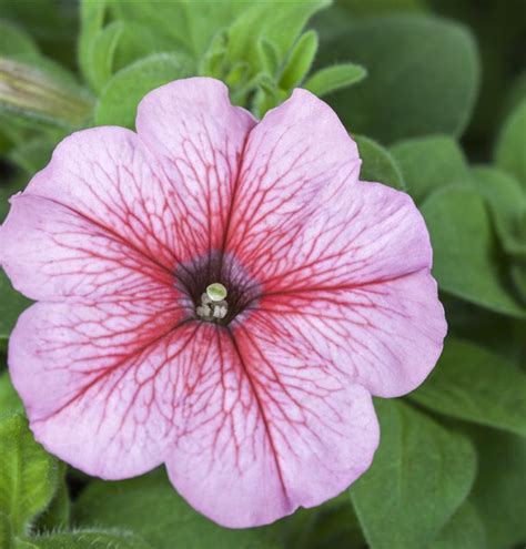 Petunia X Atkinsiana SURFINIA