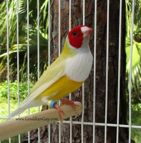 Blue Back Lady Gouldian Finch The Gouldian Guy Gouldian Finches For