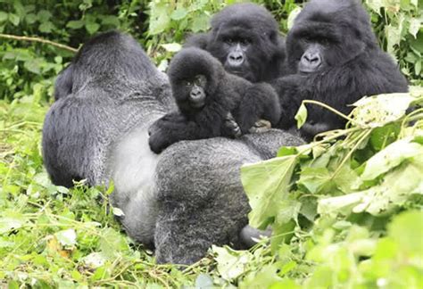 Day Mgahinga Gorilla Trekking Tour Safari Vacations Travel Services